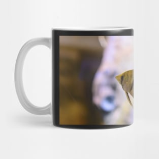 Orinoco angelfish in fish tank Mug